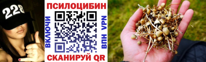 Купить закладки  Шарья  Псилоцибиновые грибы мицелий 